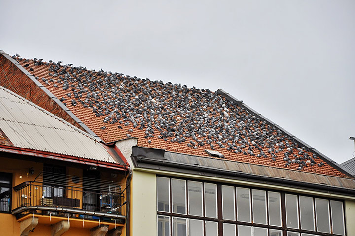 A2B Pest Control are able to install spikes to deter birds from roofs in Bodmin. 