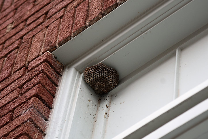 We provide a wasp nest removal service for domestic and commercial properties in Bodmin.
